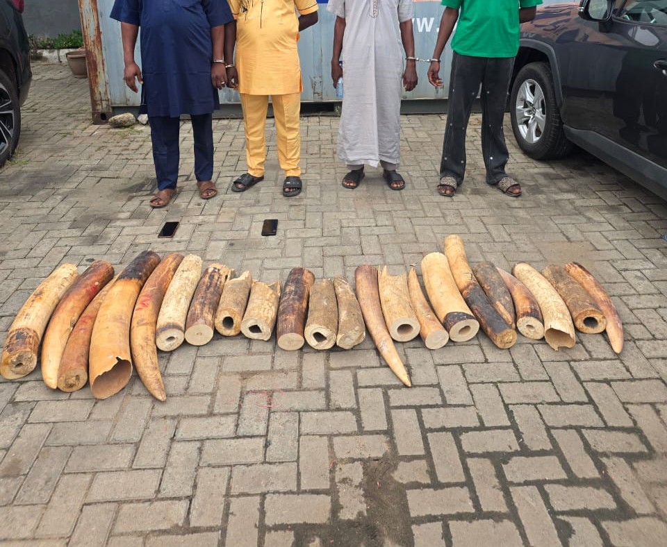 Comptroller Aliyu Gambo Leads Customs Team Seizing 130kg Elephant Tusks Worth N126m