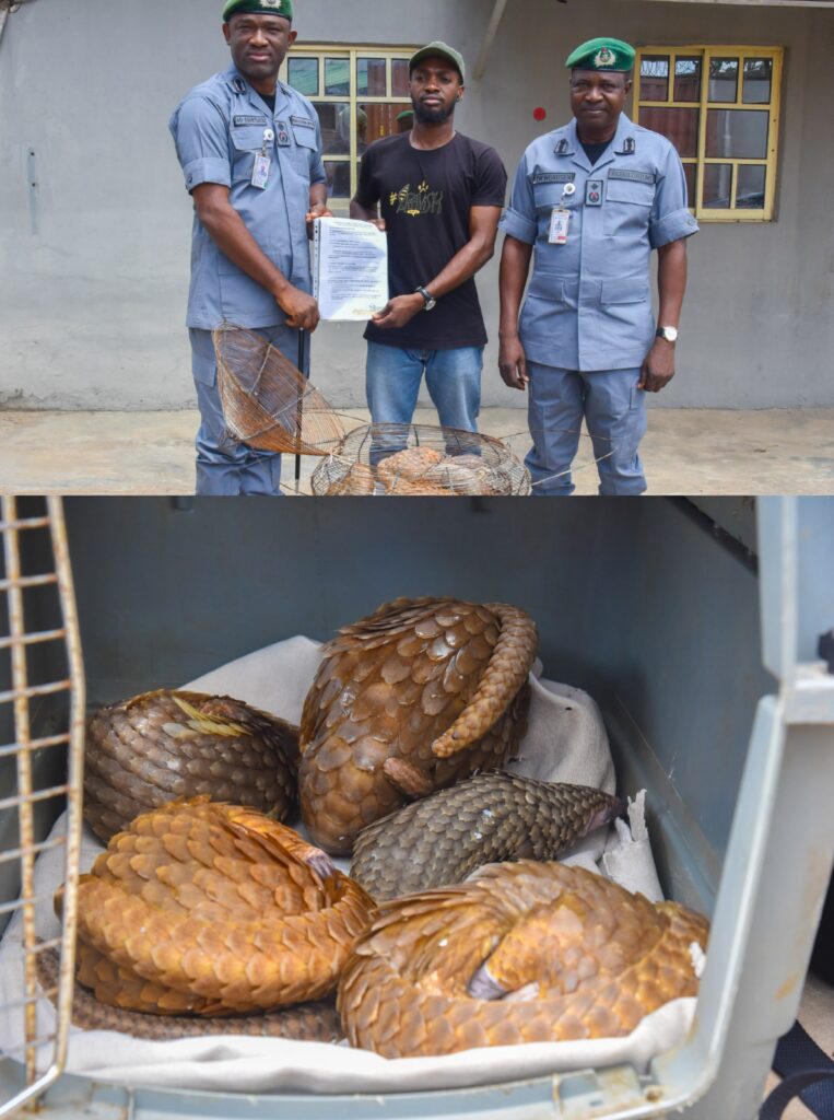 Customs FOU Zone A Intercepts Five Live Pangolins in Ogun, Hands Over to Wildlife Centre